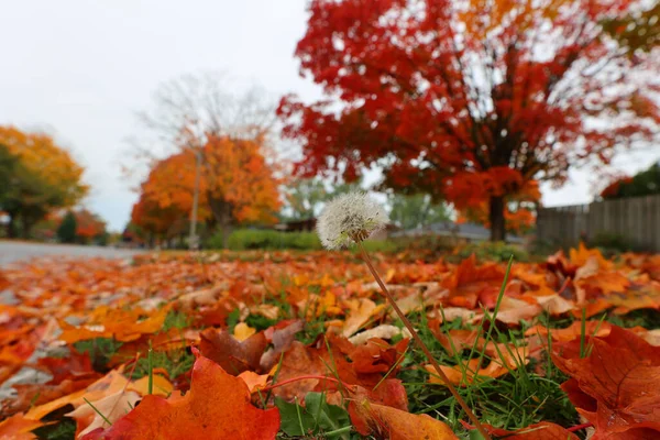 Closeup Dandelion Surrounded Colorful Autumn Foliage — Stock Photo, Image