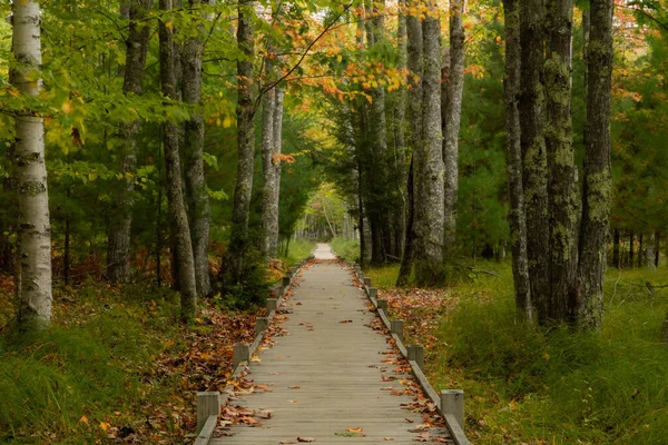 Uma Bela Paisagem Uma Estrada Caminho Entre Árvores Grama Verde — Fotografia de Stock