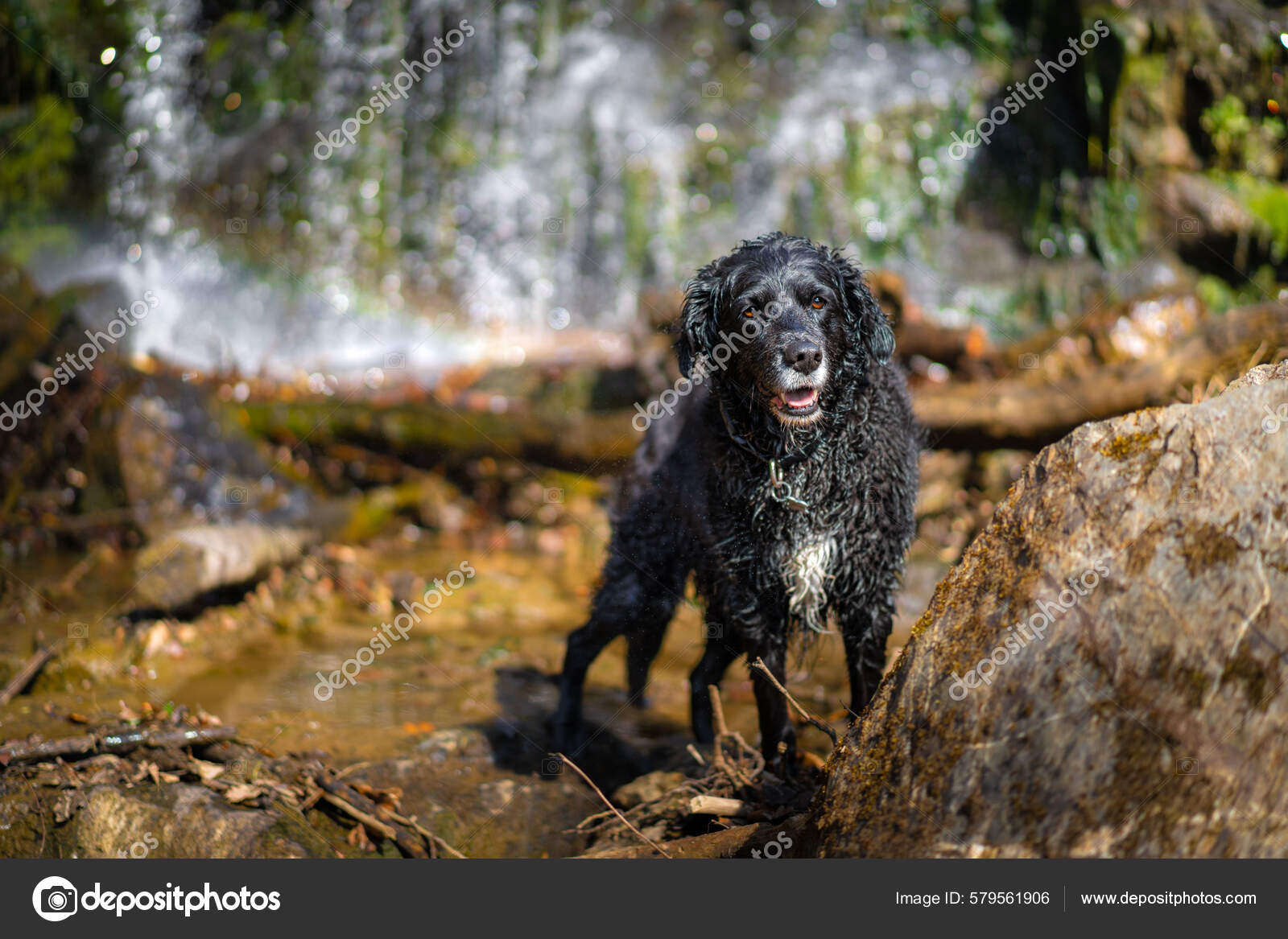Wet Wavy Haired Dogs Wet Curly-haired Dog Stands Shallow Water