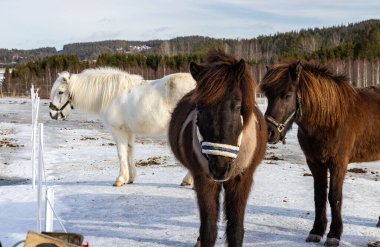 Karlı zeminde duran halatların manzarası.