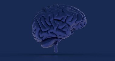 Beyaz arka planda izole edilmiş insan beyninin üç boyutlu bir çizimi.