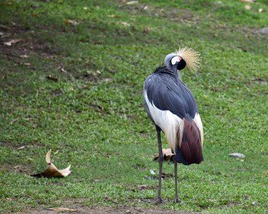 Siyah taçlı bir vincin yakın plan çekimi.