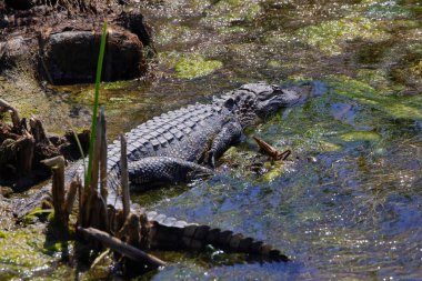 Nehirdeki Amerikan timsahı. Timsah Missippiensis.
