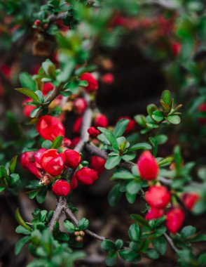 Güneşli bir günde bahçede yetişen güzel kırmızı çiçeklerin yakın çekimi.