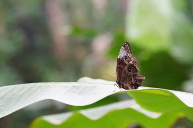 Yeşil bir yaprağın üzerinde duran kahverengi bir kelebeğin doğal bulanık arkaplanı.