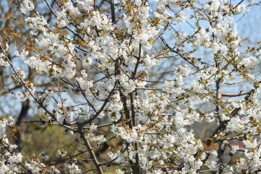 A closeup of white cherry flowers blooming on branches of a tree on a sunny day in Bavaria, Germany