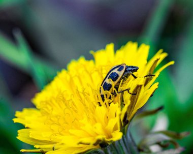 A closeup of a spotted cucumber beetle on a yellow flower
