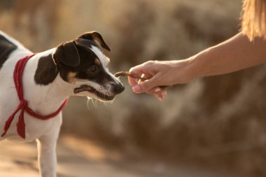 Sopayı Jack Russell Terrier 'ın dişlerine saplayan elin yakın plan çekimi.