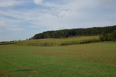 Yazın sonlarında, Torgny, Rouvroy, Lüksemburg, Wallonia, Belçika 'nın güneyindeki tipik Wallon manzarası.