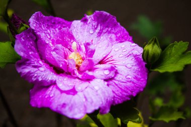 The close-up shot of a purple Hibiscus flower is a genus of flowering plants in the mallow family, Malvaceae