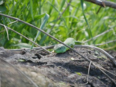 Val D 'Arda, Emilia Romagna, İtalya' daki tepelerde güneşlenen yeşil kertenkeleler.