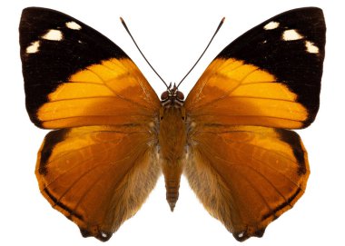 Butterfly species Smyrna blomfildia, trivial name: Blomfild's beauty