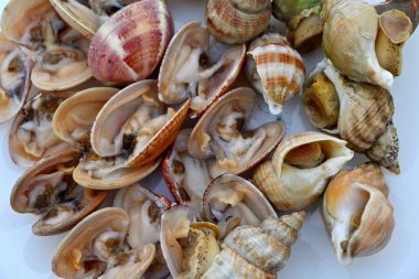 Fransız usulü taze kabuklu deniz hayvanı.