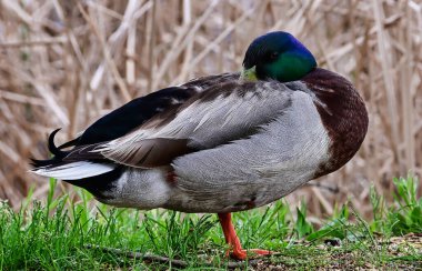 Kafasını kanadına sıkıştırmış bir yaban ördeği resmi.