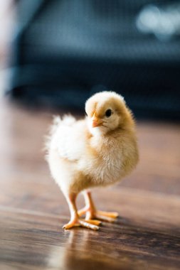 A vertical closeup of an adorable chick on a wooden surface