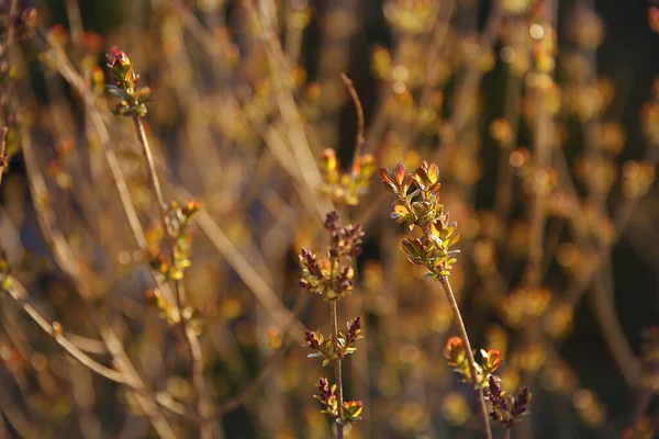 Een Close Shot Van Twijgen Gouden Licht Wazige Achtergrond — Stockfoto