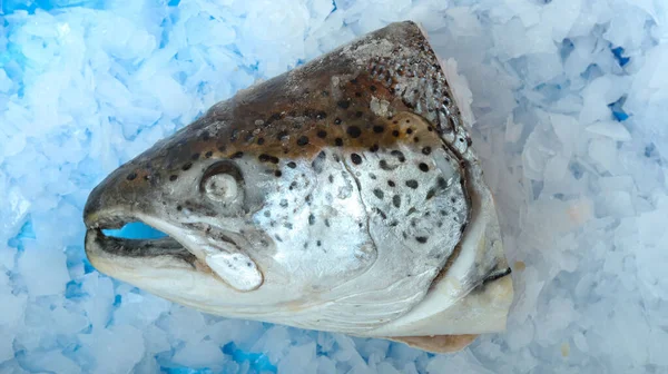 Closeup Raw Salmon Fish Head Ice Making Delicious Seafood — Stock Photo, Image