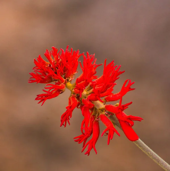Enfoque Selectivo Una Flor Geranio Rojo Flor —  Fotos de Stock