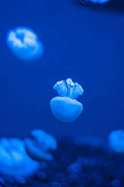 Close Vertical Belas Medusas Fundo Azul Catostylus Mosaicus — Fotografia de Stock