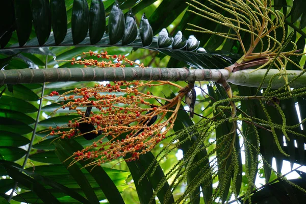 Вертикальный Снимок Тропических Растений Лесу — стоковое фото