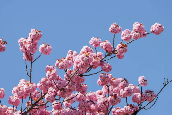 Almanya, Bavyera 'da güneşli bir günde bir ağacın dallarında açan pembe kiraz çiçeklerinin yakın çekimi