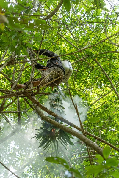 Man Skogen Honungsskörd Traditionellt Sätt Kambodja Mondulkiri — Stockfoto