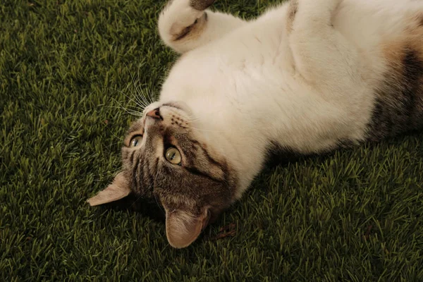 一只绿眼睛的肥猫躺在草地上的特写镜头 — 图库照片