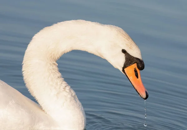 Close White Swan Lake — Foto de Stock