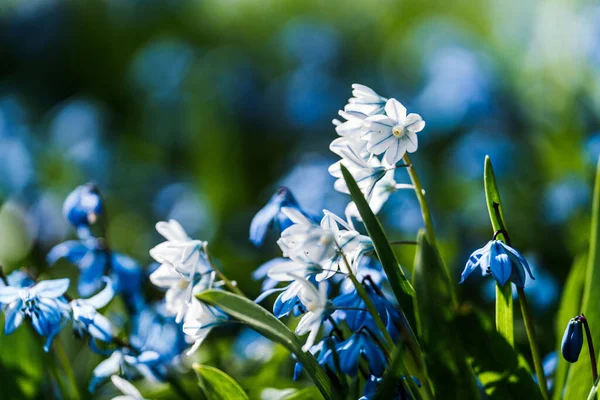 Petites Fleurs Blanches Bleues Dans Lit Vert — Photo