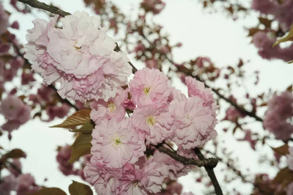 Closeup Pink Cherry Blossoms Branch Botanical Garden Bucharest Romania — Stock Photo, Image