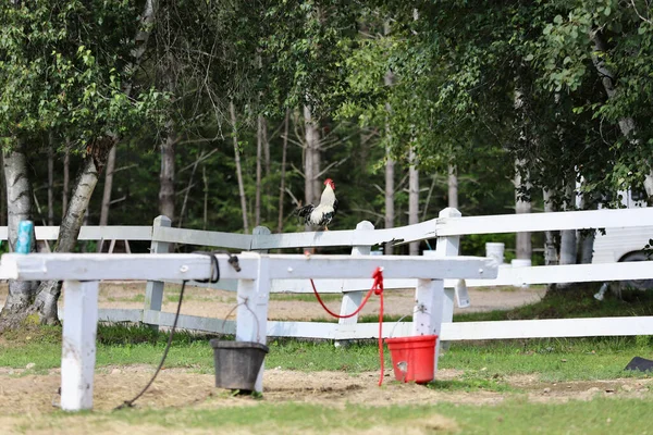 Rooster Crowing Perched White Rural Fence — Stock Photo, Image