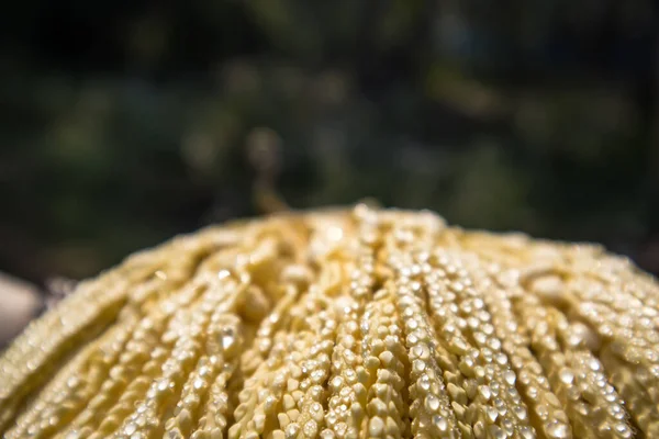 Areca Semi Palma Noto Anche Come Arecanut Una Mattina Inverno — Foto Stock