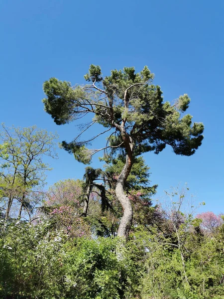 Vertical Shot Tall Twisted Pine Tree Garden Capricho Park — Stock Photo, Image