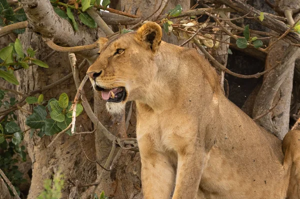 View Beautiful Lioness Field Sunny Day — Stock Photo, Image