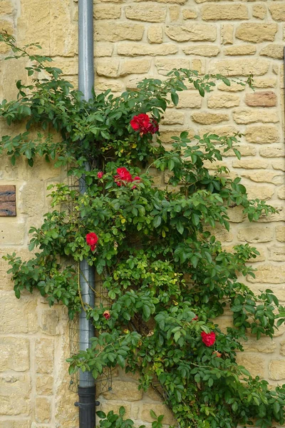 Eine Vertikale Aufnahme Von Rosensträuchern Die Auf Einer Mauer Wachsen — Stockfoto