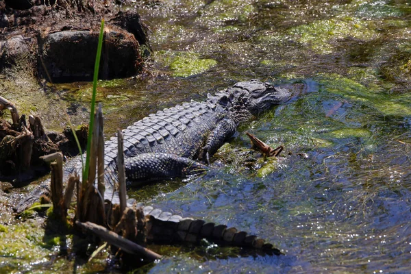Nehirdeki Amerikan timsahı. Timsah Missippiensis.