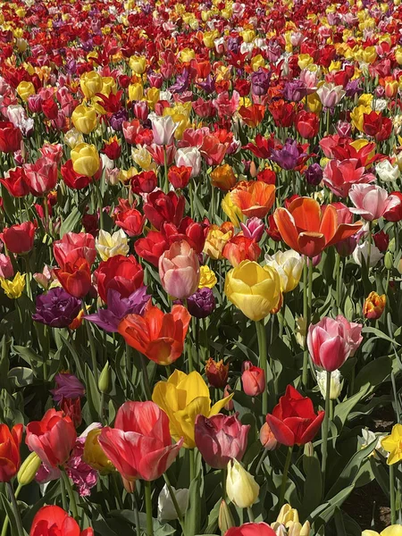 Tiro Vertical Flores Coloridas Tulipa Jardim Jardim Dia Ensolarado — Fotografia de Stock