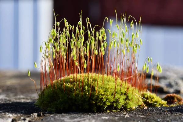 Macro Shot Green Moss Growing Tree Stump Morning Sun — Foto de Stock