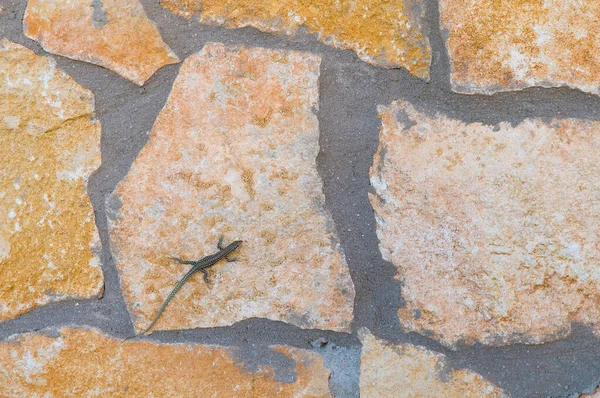 Top View Tiny Gecko Crawling Stone Wall — Stock Photo, Image