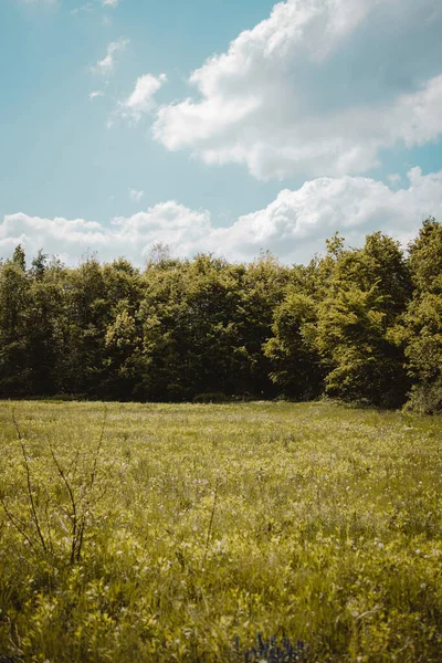 Krásná Krajina Pole Výhledem Zelený Les — Stock fotografie