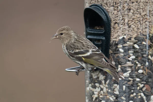 Makro Skott Tall Siskin Spinus Pinus Sitter Sin Matare — Stockfoto