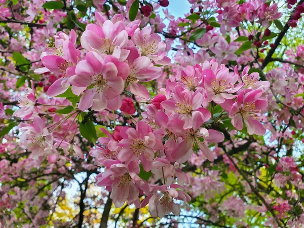 Een Close Shot Van Roze Bloemen Een Boom Een Tuin — Stockfoto