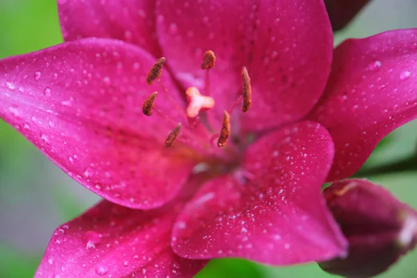 Sebuah Bunga Lilium Merah Mekar Dengan Latar Belakang Alam Yang — Stok Foto