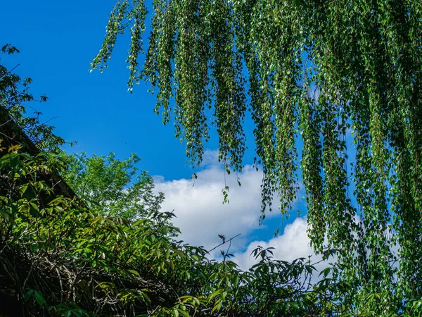Weeping Birch Tree Branches Blue Cloudy Sky Sunny Day — Stock Photo, Image