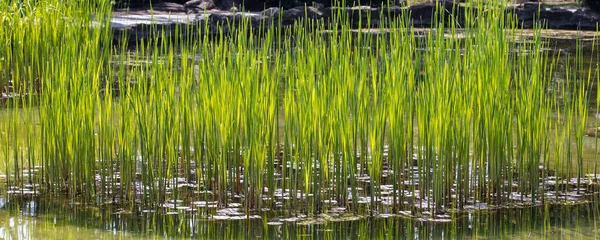 Panorama View Green Reed Growing Shore Sunny Day — Stock Photo, Image