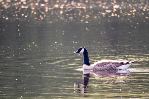Canadian Goose Swimming Pond — Stock Photo, Image