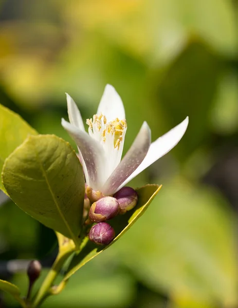 Primer Plano Vertical Una Flor Blanca Floreciendo Limonero —  Fotos de Stock