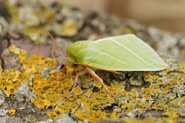 Detailed Closeup Colorful Green Silver Lines Moth Pseudoips Prasinana Sitting — Stock Photo, Image