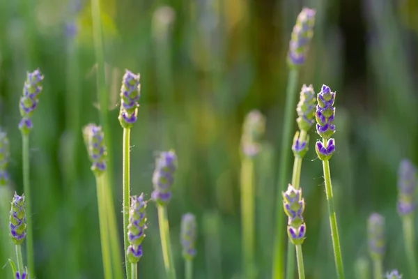 太陽の下での芽と青いラベンダーの茎のクローズアップ — ストック写真