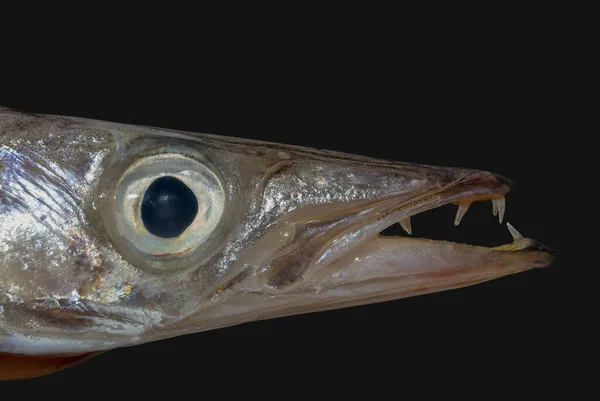 Closeup Head Barracuda Fish Sphyraena Dark Background — Stock Photo, Image